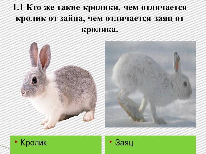 Чем заяц отличается от кролика? гибрид зайца и кролика. миф или реальность? | stena.ee