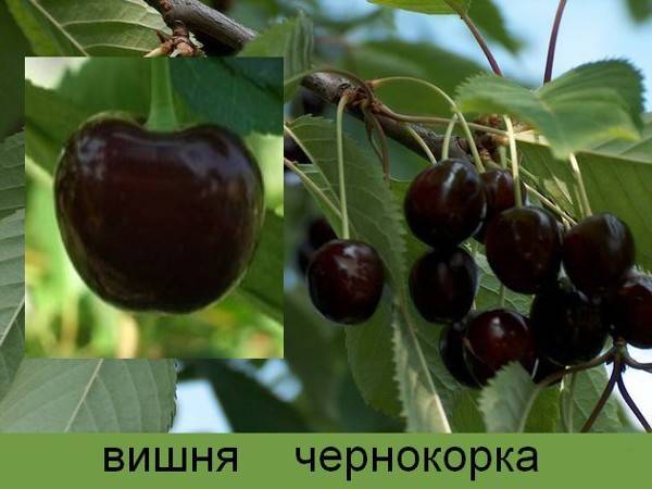 Вишня чернокорка: реальные отзывы, посадка и уход, описание, фото
