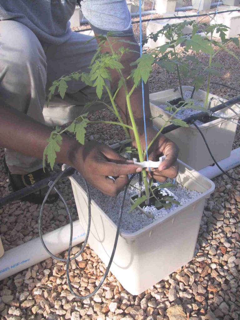 Выращивание помидоров на гидропонике в домашних условиях