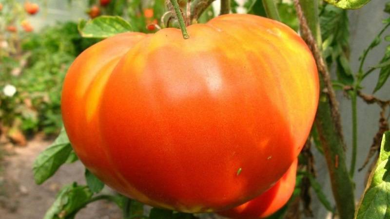 Сорт помидоров сибирский тяжеловес (тяжеловес сибири): отзывы, описание, выращивание, урожайность, характеристики с фото