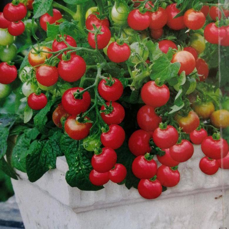 Пошаговая технология выращивания помидоров на балконе, лучшие сорта с описанием