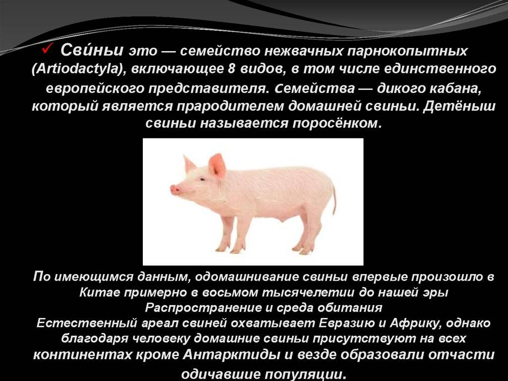 Карликовая домашняя свинья (мини-пиг): особенности ухода и содержания