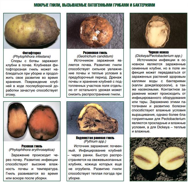 Фитофтороз картофеля | справочник пестициды.ru
