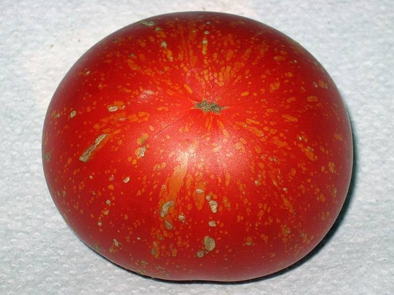 Томат медовый салют: характеристика и описание сорта с фото, урожайность помидора, отзывы