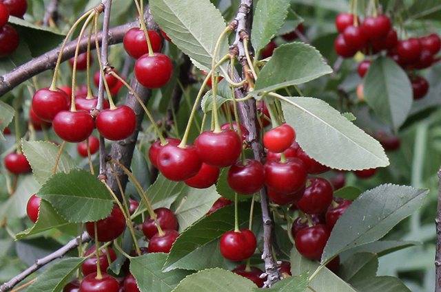12 лучших сортов вишни для подмосковья - самоплодные и сладкие, какой лучше посадить