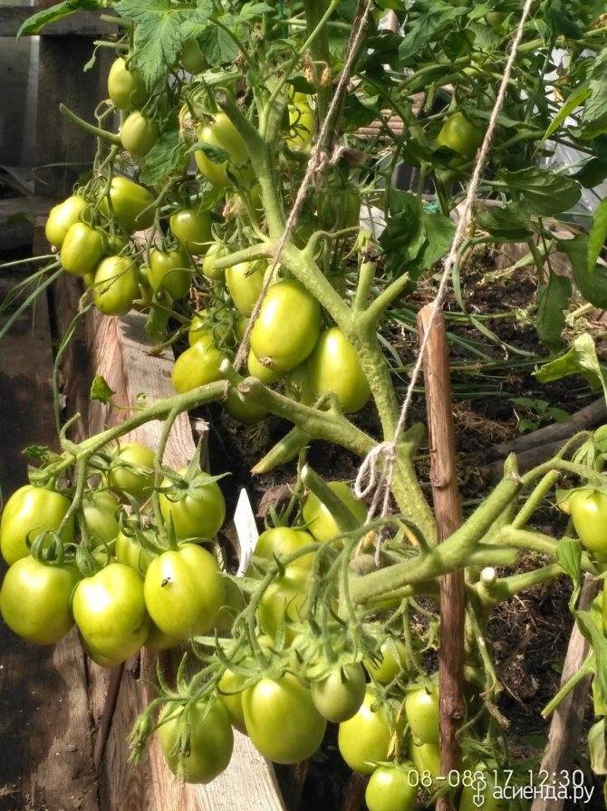 Томата каспар: урожайность сорта и советы по выращиванию