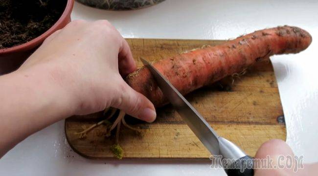 Как вырастить семена моркови самостоятельно в домашних условиях