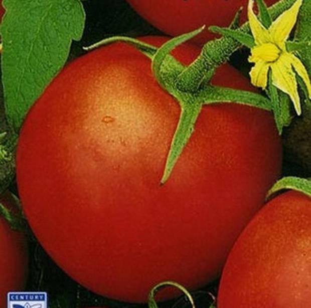 Томат невский: характеристика и описание сорта с фото, советы по посадке семян, урожайность помидора, отзывы тех, кто сажал