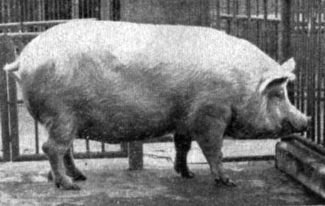 Характеристика и описание крупной белой свиньи
