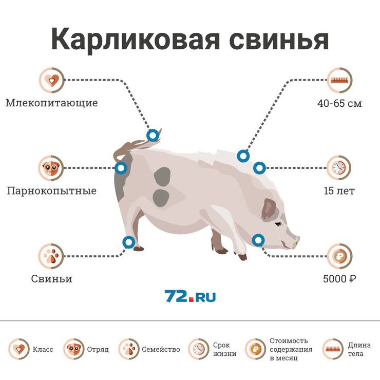 Сколько живут свиньи лет в домашних условиях, продолжительность и срок жизни домашней