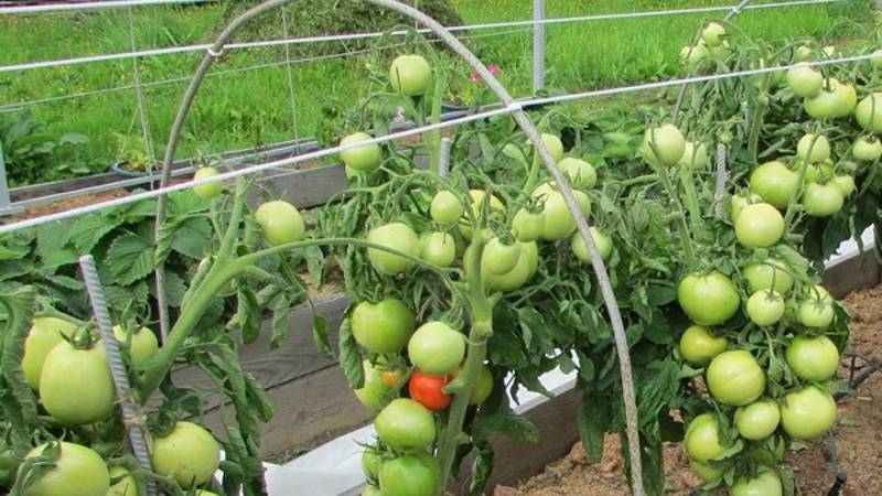 Томат спиридон: отзывы об урожайности, характеристика и описание сорта, фото помидоров