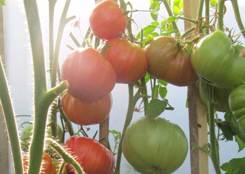 Сорт томата «бабушкин секрет» — описание, фото, урожайность