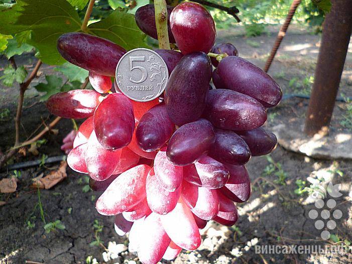 Необыкновенный сорт винограда - "маникюр фингер"