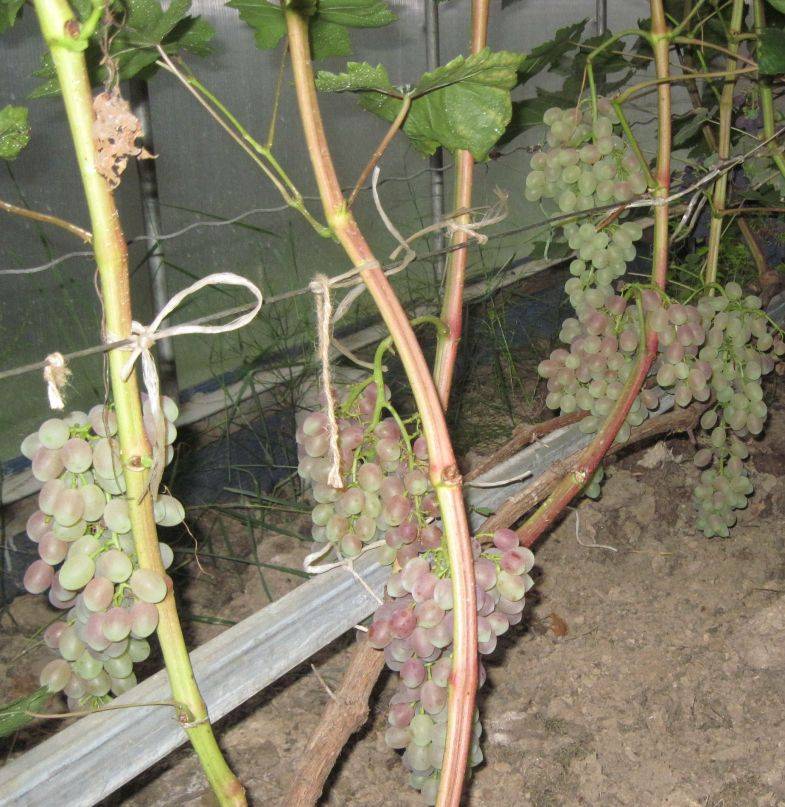 Пересадка винограда — самая простая схема по годам, фото пересадки на новое место осенью, летом, весной, советы по уходу