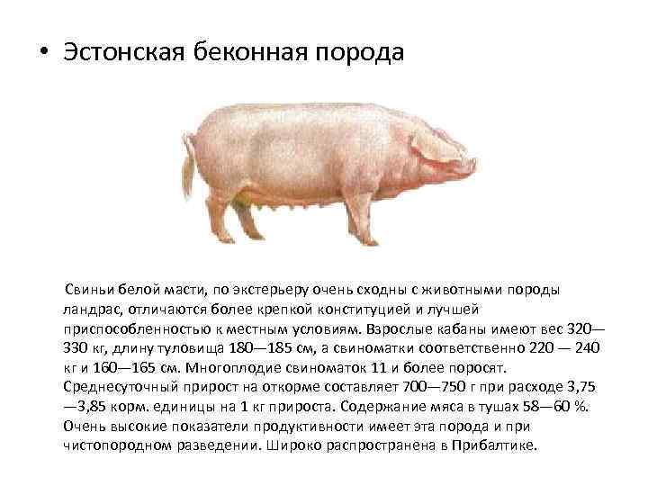 Дюрок - характеристика породы свиней, отзывы владельцев, фото, видео