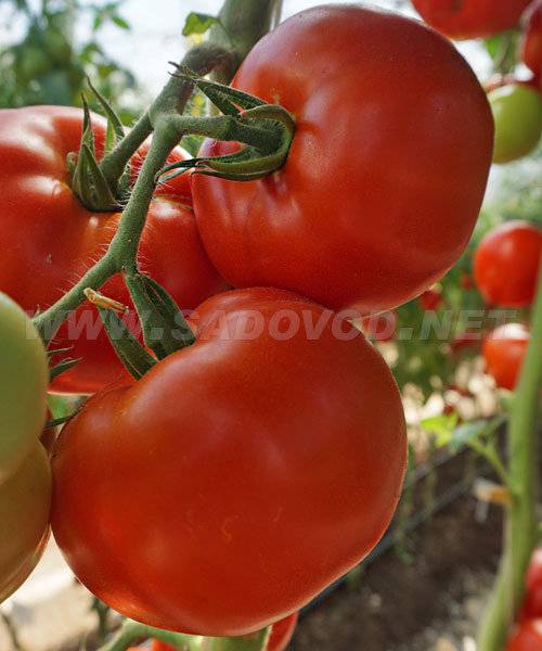 Вкусный помидорчик для любителей плодов с кислинкой — описание гибридного сорта томата «любовь»