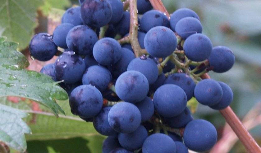 Виноград мукузани: описание сорта, выращивание