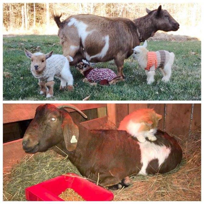 Сколько литров молока дает коза и как повысить удой за день?