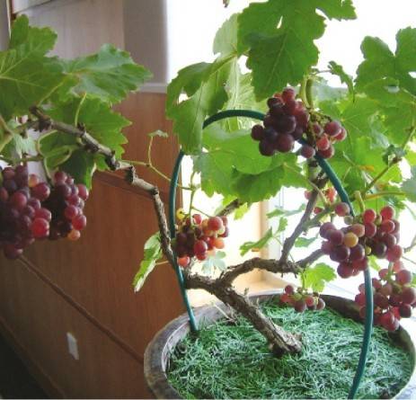 Как вырастить черенки винограда зимой в домашних условиях (фото, видео)