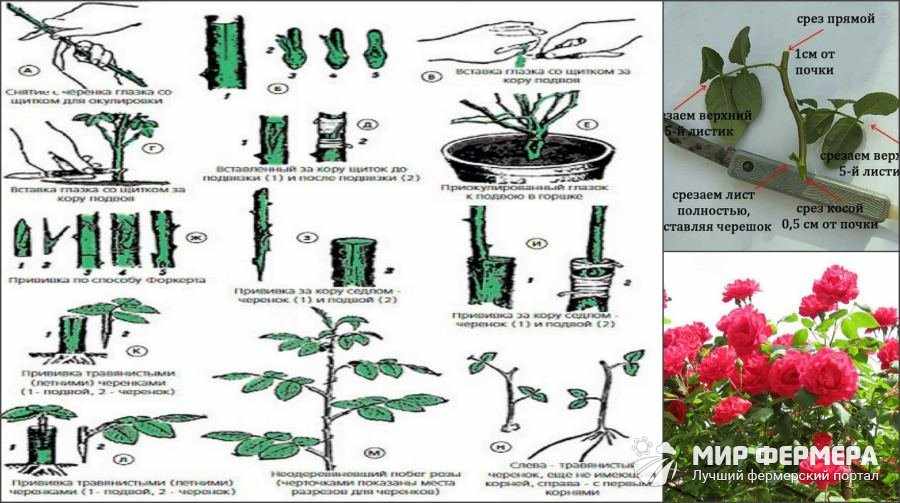 Полиантовая роза: описание, особенности ухода и выращивания, правила пересадки, фото - sadovnikam.ru