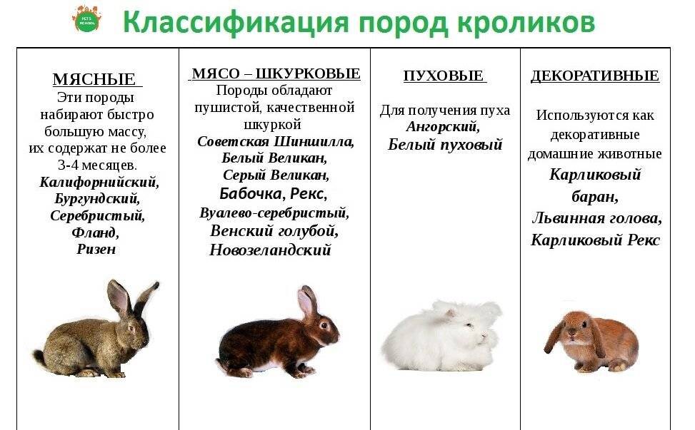 В чем разница между кроликом и зайцем?