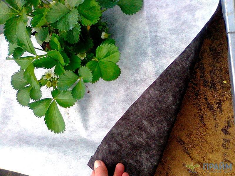 Как вырастить клубнику под укрывным материалом