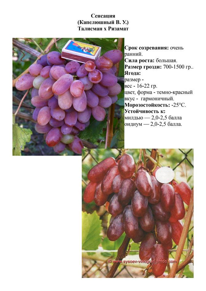 Виноград преображение: описание сорта, фото, особенности посадки и ухода, сроки созревания + регионы для выращивания