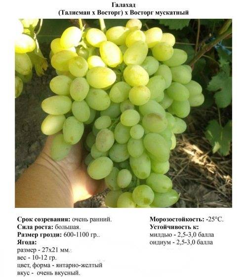 Чем интересен виноград «галахад»: описание сорта, его достоинства и недостатки. особенности посадки винограда «галахад» и уход за сортом