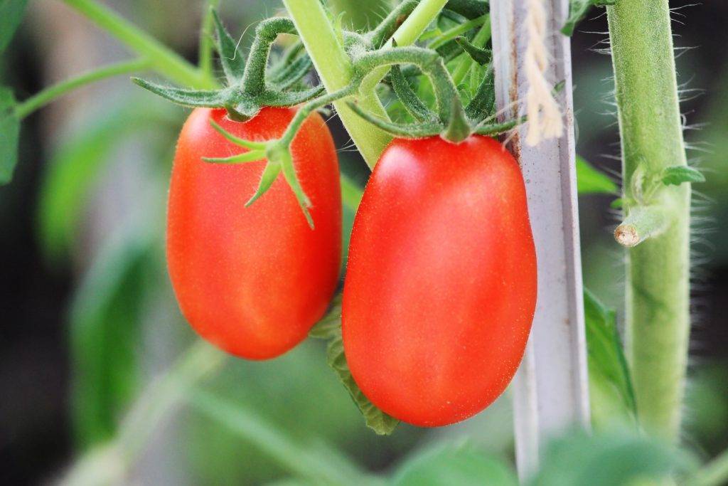 Описание и характеристики томата сорта челнок, урожайность и выращивание