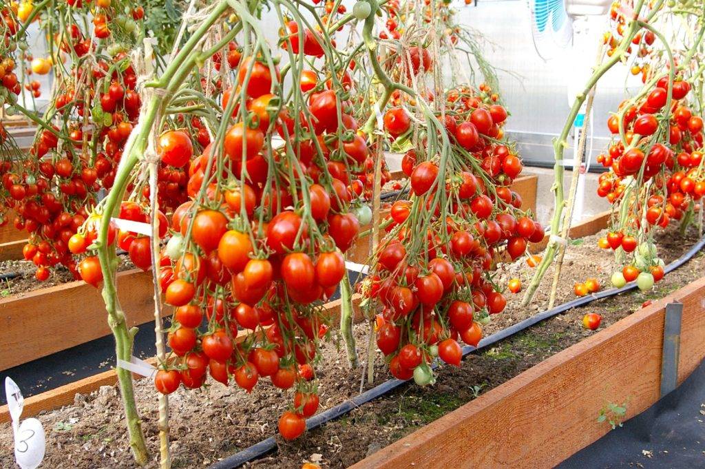 Томат сладкий поцелуй: отзывы об урожайности черри, характеристика и описание сорта, фото помидоров
