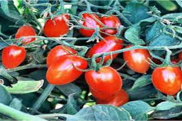 Описание плодов томата золотой самородок и советы по выращиванию растения