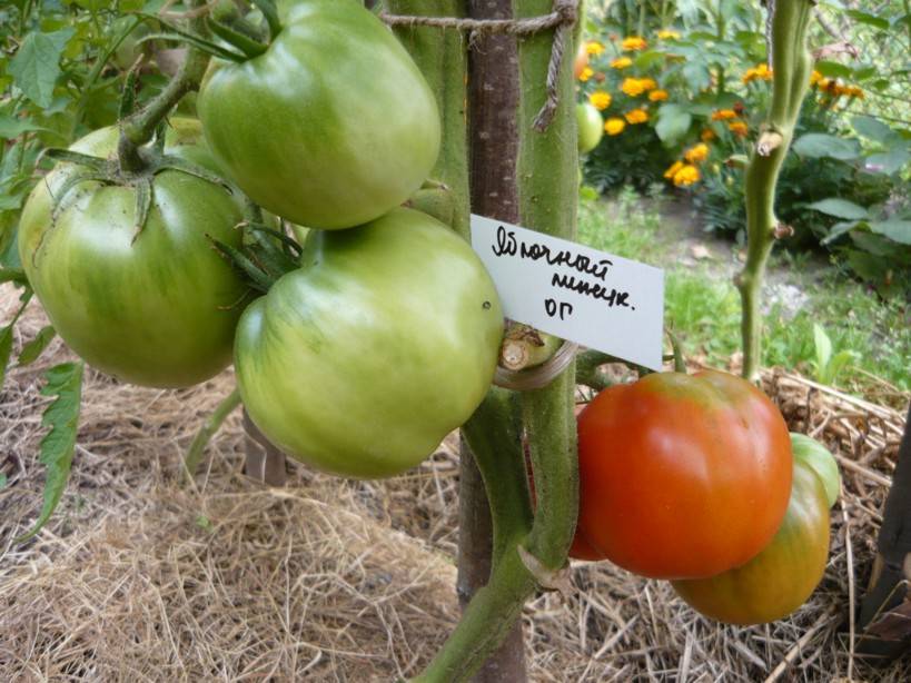 Фото, отзывы, описание, характеристика, урожайность сорта томата «яблочный спас».