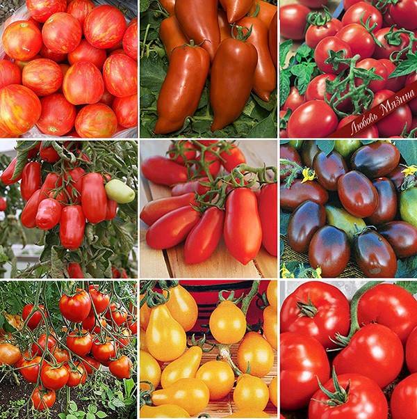 Самые лучшие и урожайные сорта томатов для открытого грунта и теплиц Урала