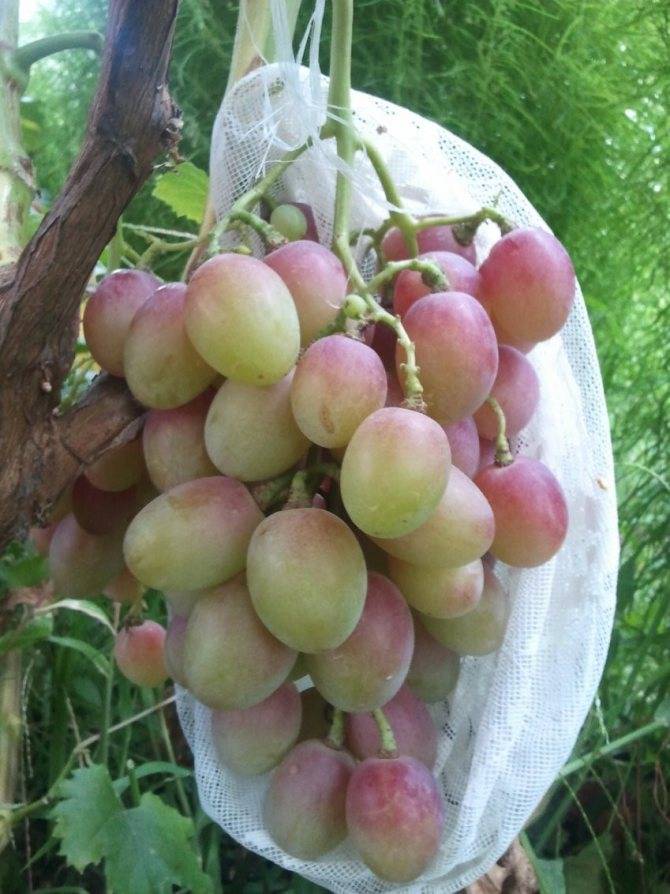 Виноград сорта анюта: особенности выращивания и ухода, преимущества и недостатки