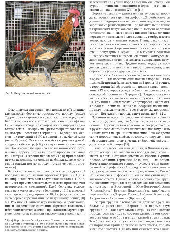 Юрловская голосистая порода кур: описание, характеристики, содержание