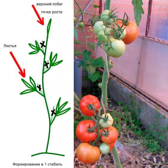 Инструкция по формированию томатов в теплице разными способами с видео и фото