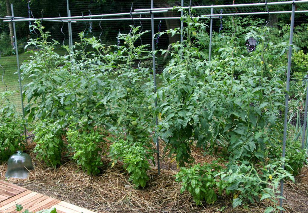Когда сажать на рассаду низкорослые помидоры для открытого грунта и теплицы