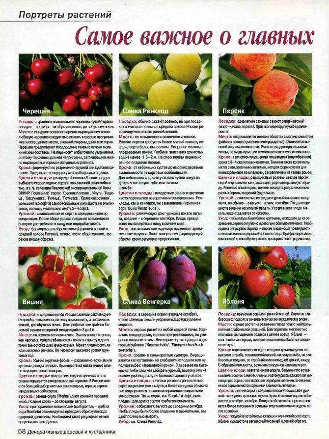 Яблоня жигулевское: характеристика, фото и описание сорта, отзывы