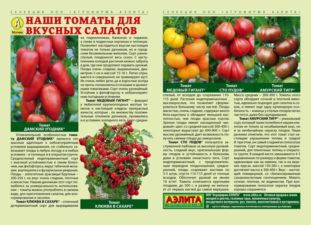 Описание сорта томата шаста, выращивание и уход за растением
