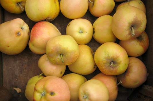 Описание сорта яблони вэм розовый: фото яблок, важные характеристики, урожайность с дерева