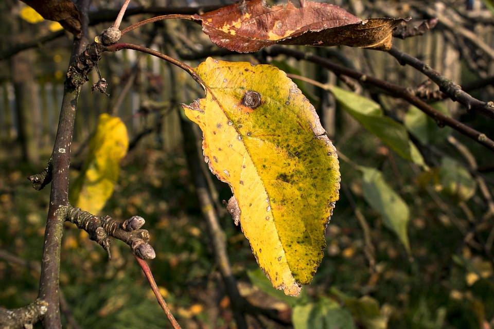Фикус каучуконосный робуста – желтеет и сбрасывает листья