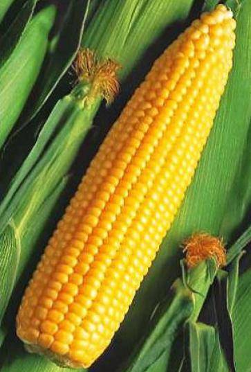 ТОП 50 лучших сортов кукурузы с описанием и характеристиками