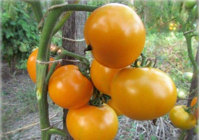 Описание сорта помидор санька