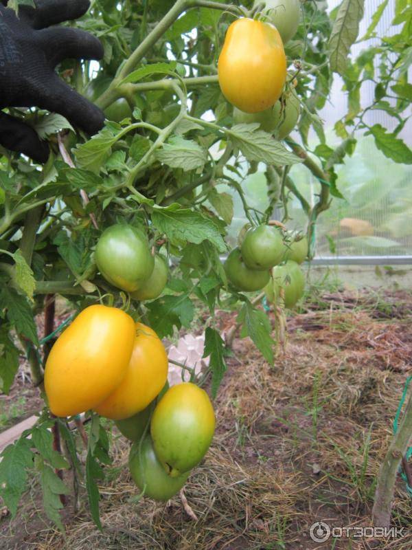 Томат пасхальное яйцо: описание сорта, характеристика, отзывы об урожайности, фото - все о помидорках