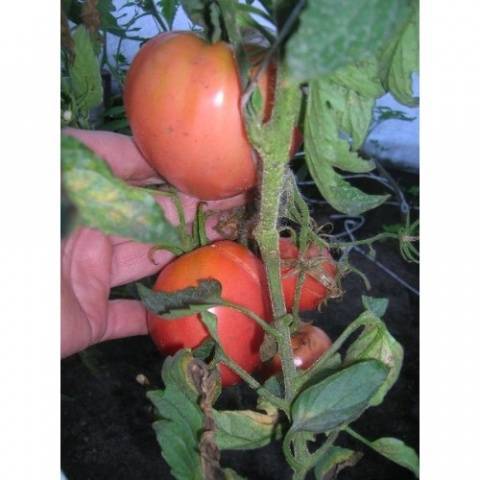 Особенности томатов «алсу»: как вырастить их с умом, чтобы получить богатый и здоровый урожай