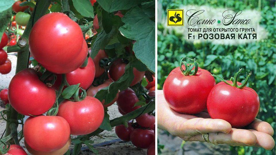 Описание и характеристики томата катюша, его выращивание