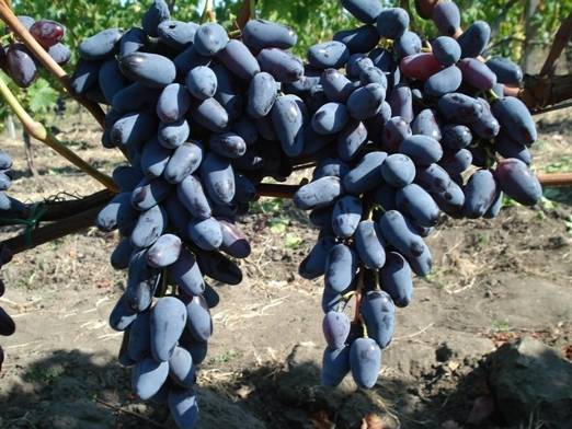 Сорт винограда памяти негруля: фото и отзывы