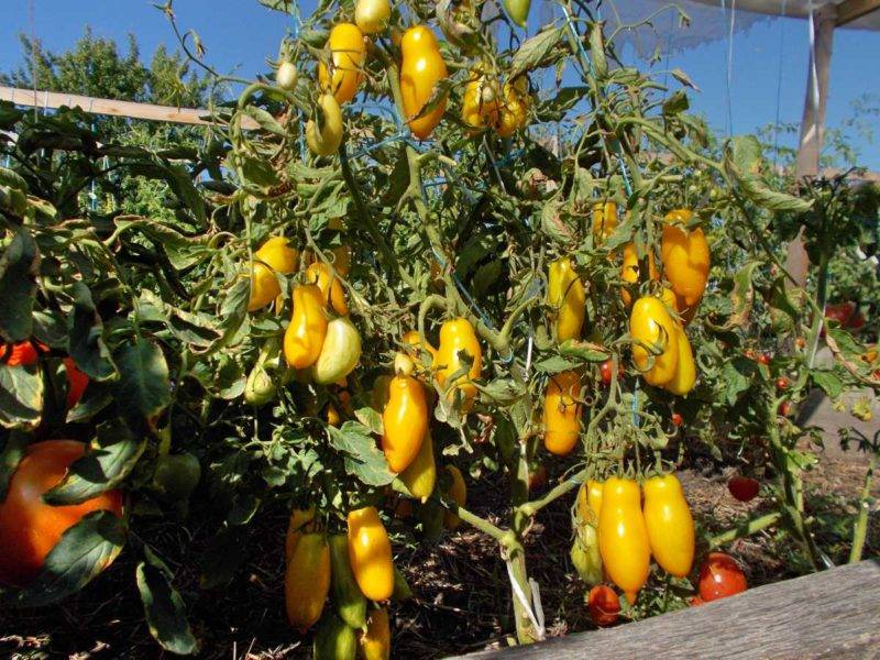 Как вырастить томат сорта бонанза в открытом грунте — отзывы