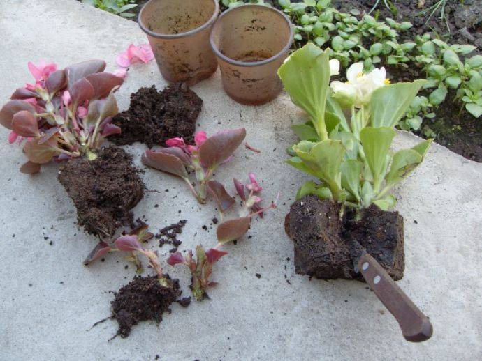 Бегония садовая: выращивание в открытом грунте, посадка и уход