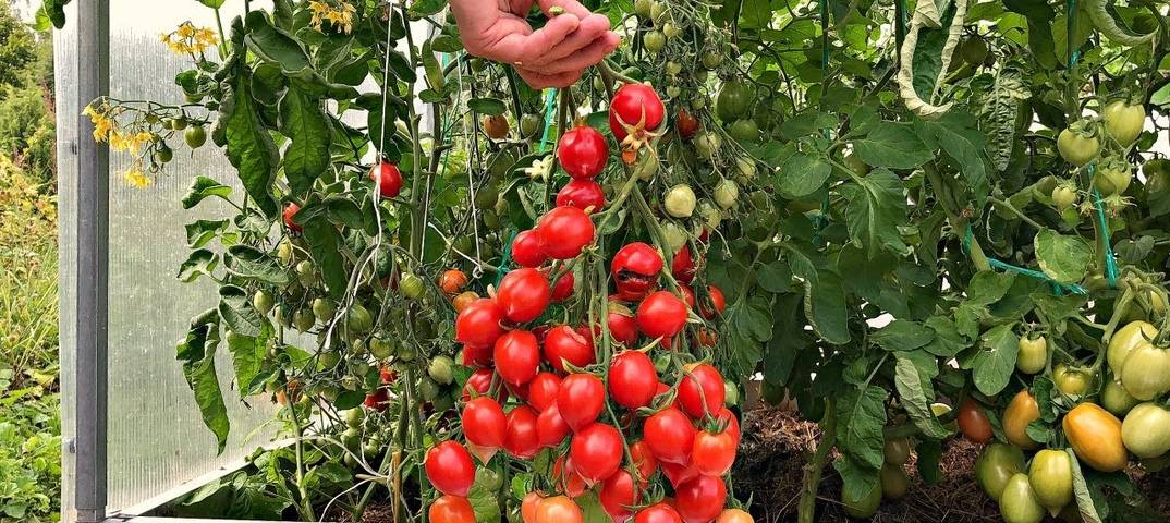 Томат поцелуй герани (geranium kiss): описание сорта и характеристики помидор